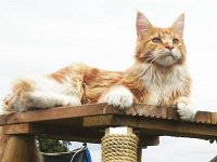 Red Tabby and White 2a